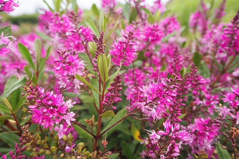 Plants for encouraging pollinators in small spaces