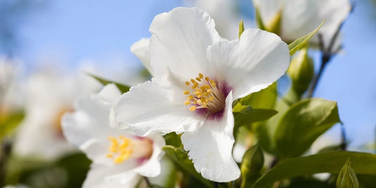 Buy philadelphus from RHSplants.co.uk