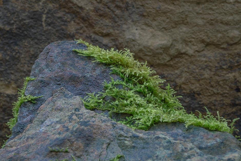 Algae and Moss on Hard Surfaces Prevention Tips | RHS Advice