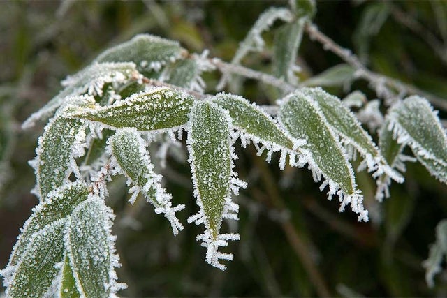 A close-up of a plant with frost on it