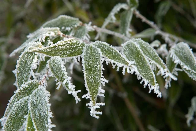 A close-up of a plant with frost on it