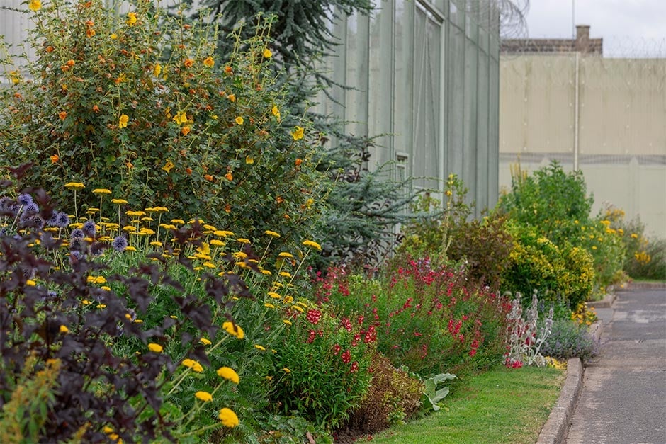 Shrubs and perennials