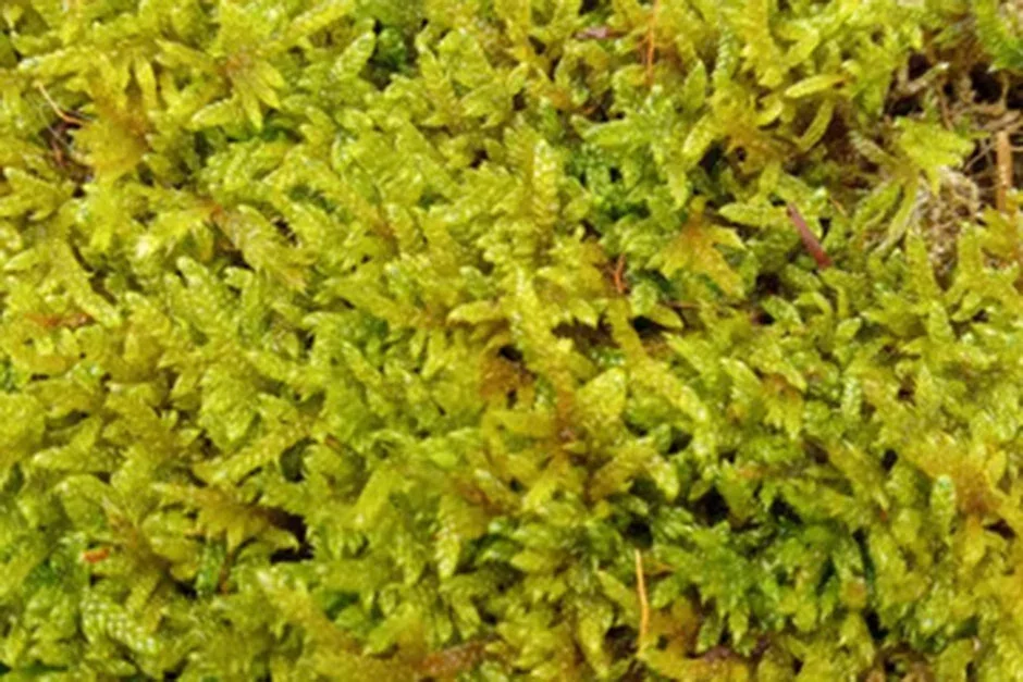 1. Carpet moss