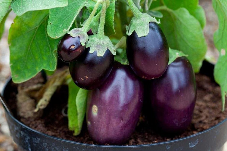 Buy aubergines at RHSplants.co.uk