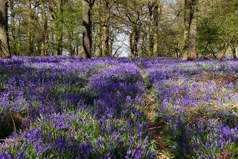 Felley Priory Gardens, Nottinghamshire