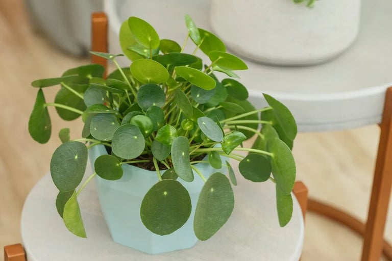 Pilea