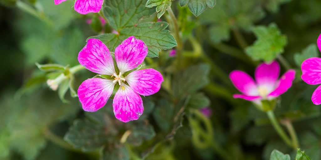 Introducing geraniums / RHS Plant Guide