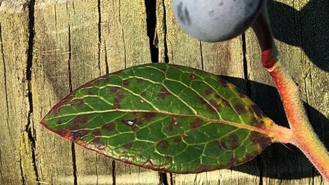 Rust Blueberry Sign Blueberry rust: Causes, Symptoms & Control | RHS Advice