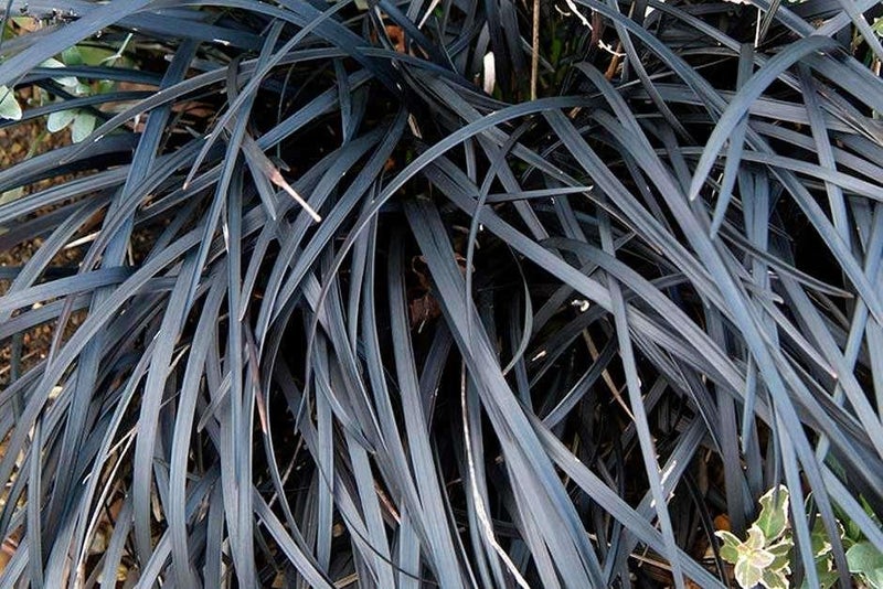 Jet black leaves