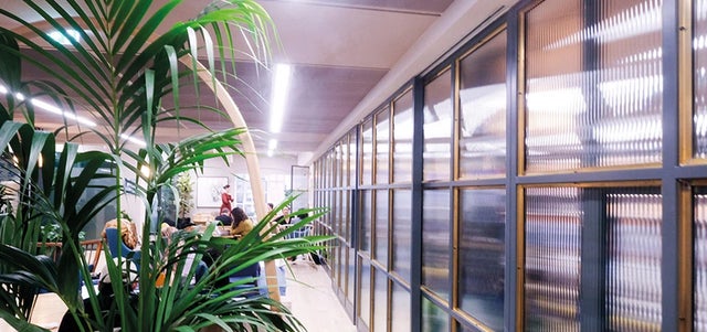The ultimate guide to office plants