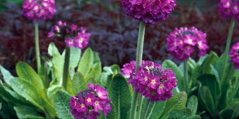 Buy primulas for damp soils from RHSplants.co.uk