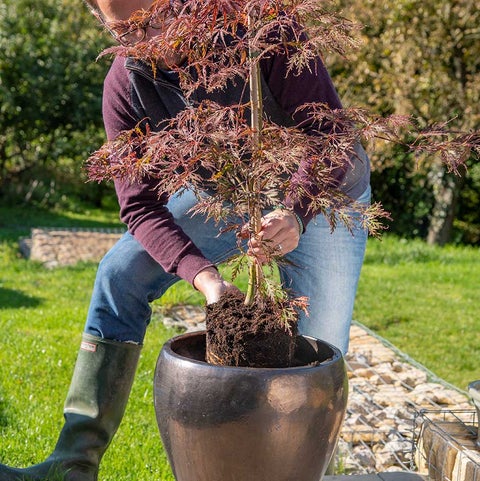 Overpotting | RHS Advice