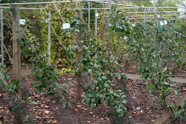 Training trees as cordons means you can grow several different cultivars in a small area ©RHS \ Tim Sandall