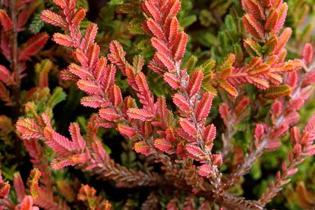 Explore more about different types of heathers