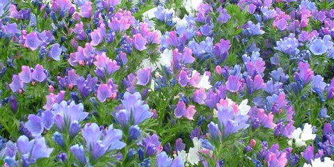 Echium / RHS Plant Guide