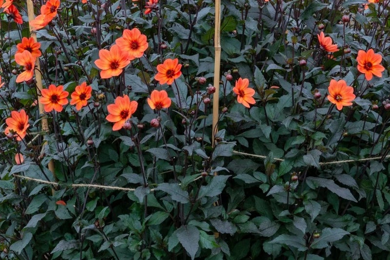 dahlia-Tangerine-Gem