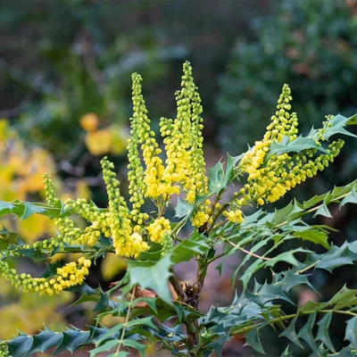 Detail of Mahonia x media 'Winter Sun'