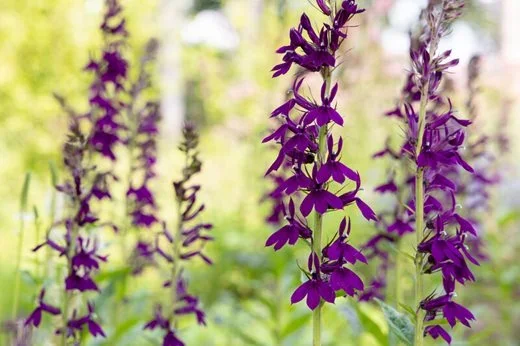 Malvern Salvia Collection