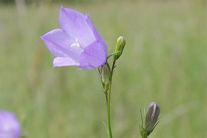 7. Campanula rotundifolia (common harebell)