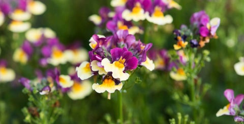 Introducing geraniums / RHS Plant Guide