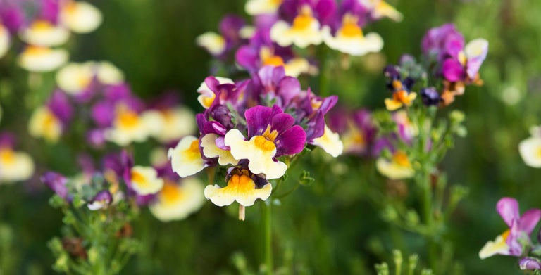 Nemesia