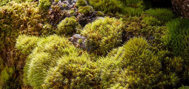 The magic of moss