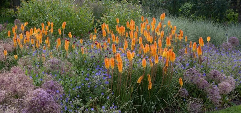 10 award-winning summer perennials