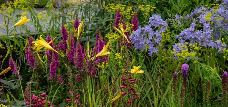 10 standout plants of RHS Hampton 2024