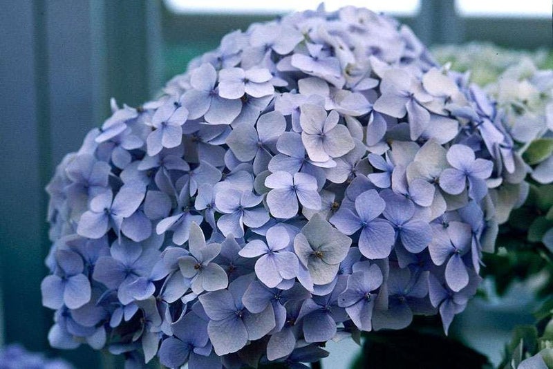 Impressive flowers