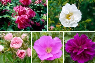 Shrub roses / RHS Plant Guide