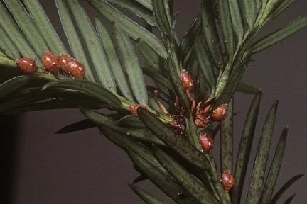 Yew scale <EM>Parthenolecanium pomericanum</EM> on Yew <EM>Taxus baccata </EM>