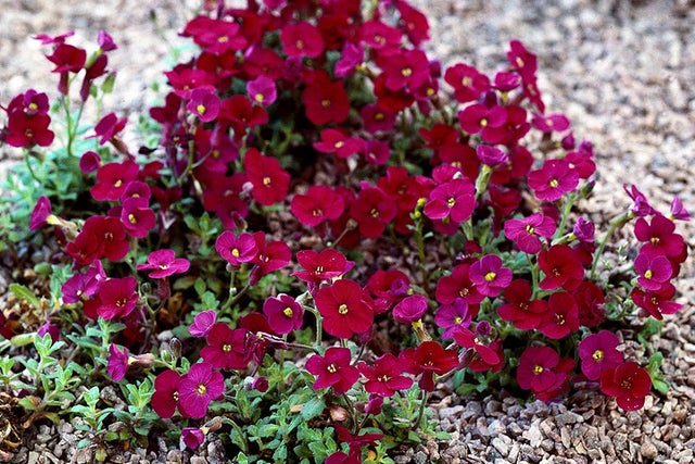 Plants for butterflies