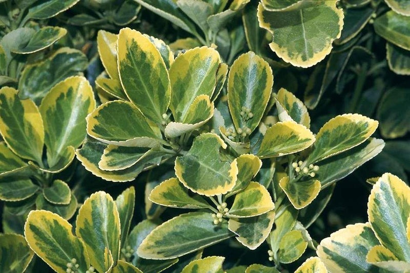 Edged in gold