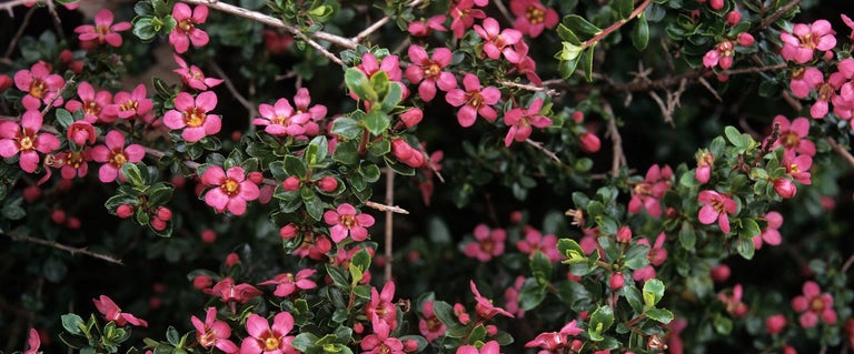 Buy escallonias from RHSplants.co.uk