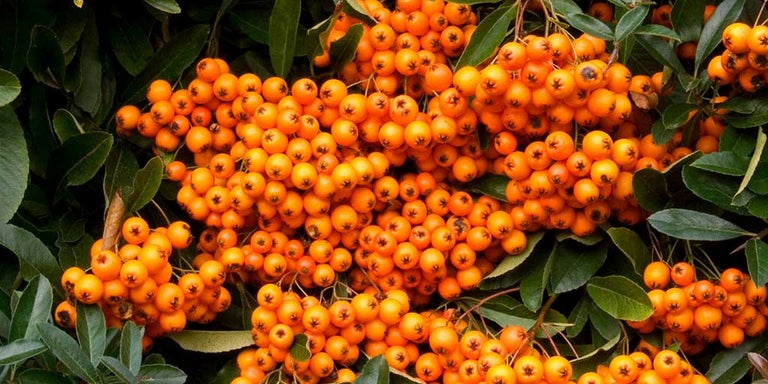 Buy pyracantha from RHSplants.co.uk