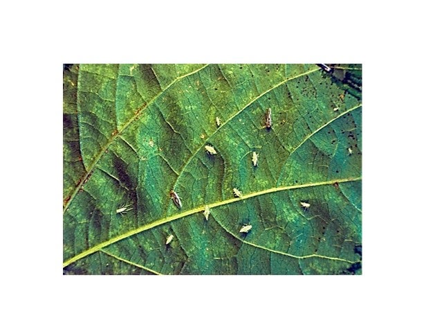 Glasshouse leafhopper