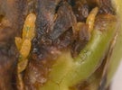 Thumbnail for slide 3