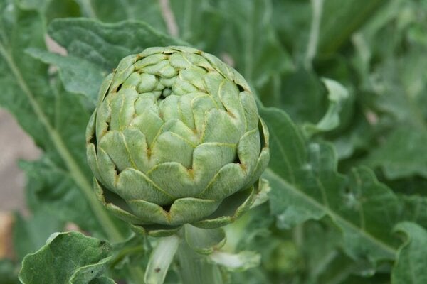 ‘Gros Vert de Lâon’