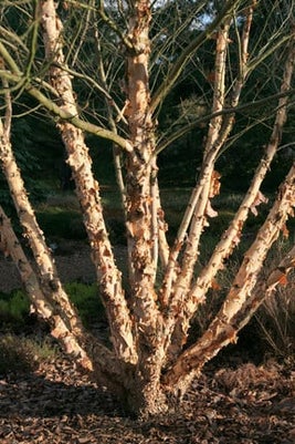 Birch for winter interest