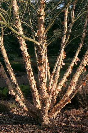 Birch for winter interest