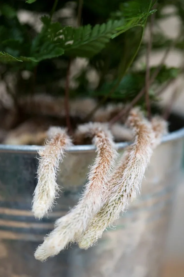 Where to buy this houseplant