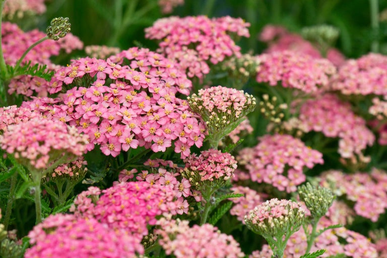 Buy achillea from RHSplants.co.uk