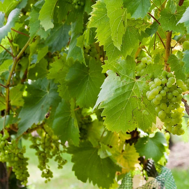 Grapes grown outdoors at RHS Wisley