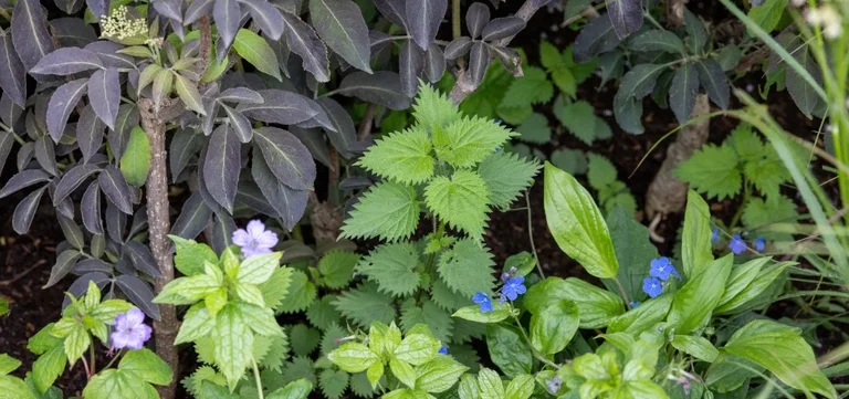 8 plants you weren’t expecting to see at RHS Chelsea 2026