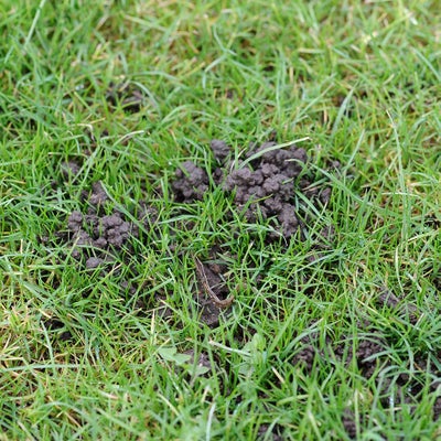 Worm casts on lawn
