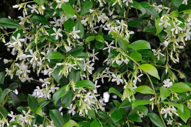 A glossy evergreen