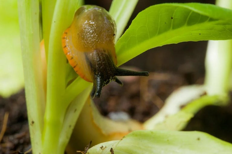 Slug baiting with fruit