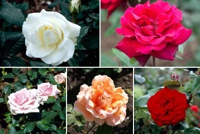 Hybrid tea roses