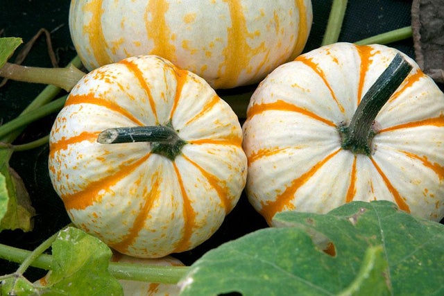 Growing pumpkins with children