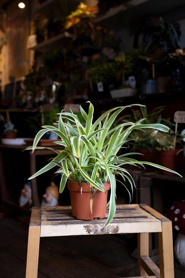 4. Spider plant (Chlorophytum comosum)